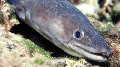 beach conger eel