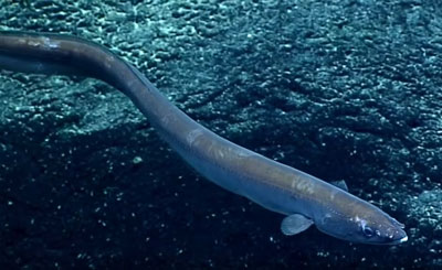 cutthroat eel