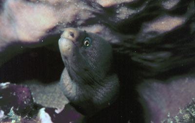 mottled conger eel