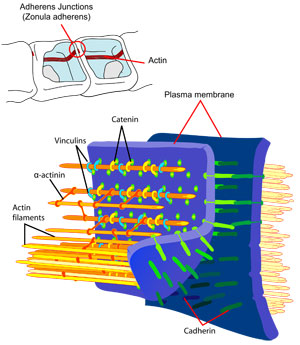 adherens junction