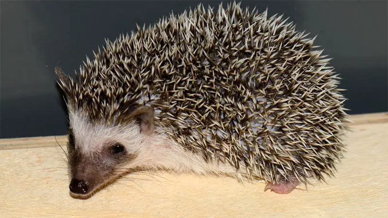 African pygmy hedgehog