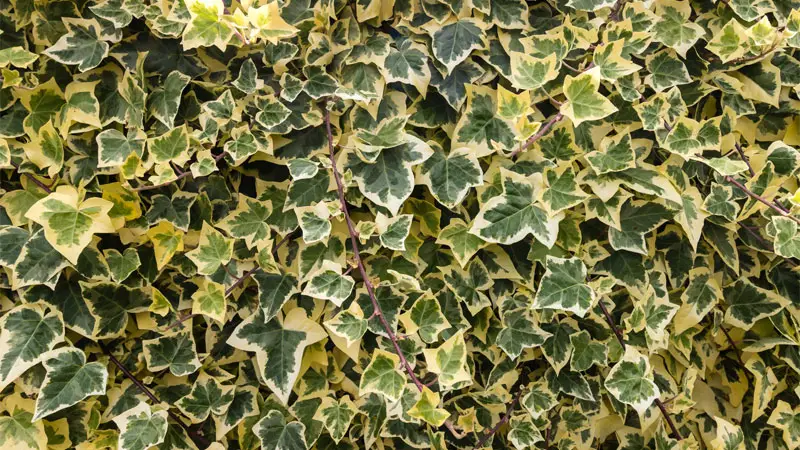 algerian ivy