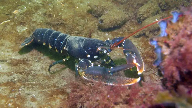 American lobster