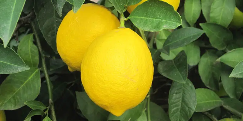 avalon lemon
