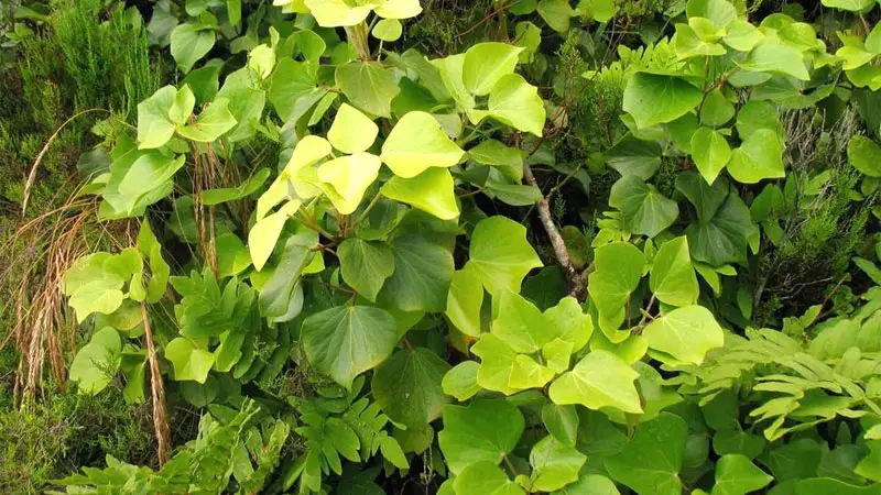 azores ivy