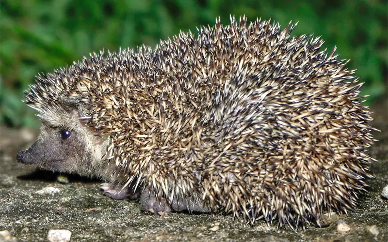 bare-bellied hedgehog