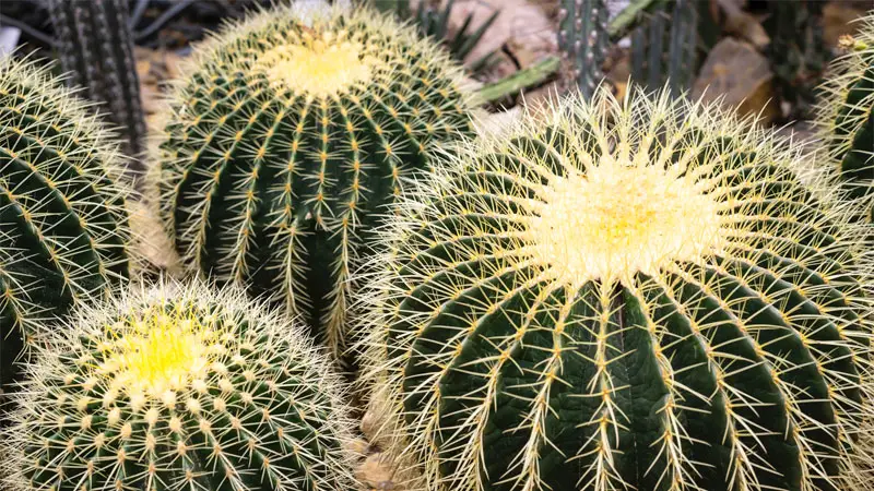 barrel cactus