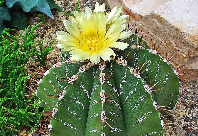 bishop's cap cactus