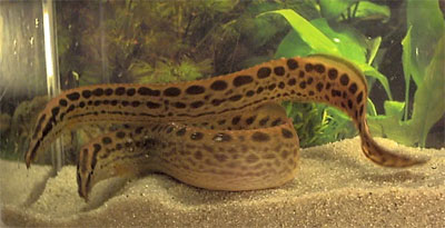 black spotted eel