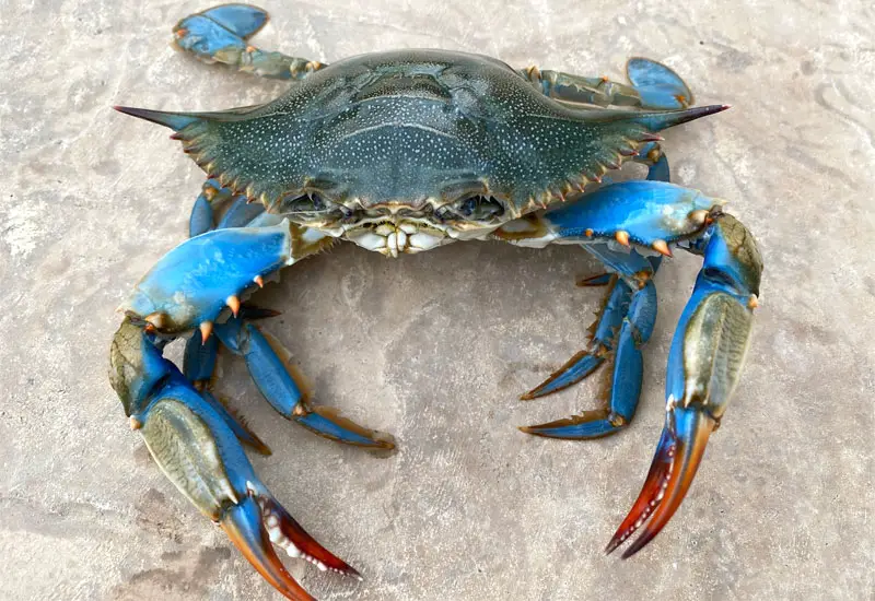 blue crab