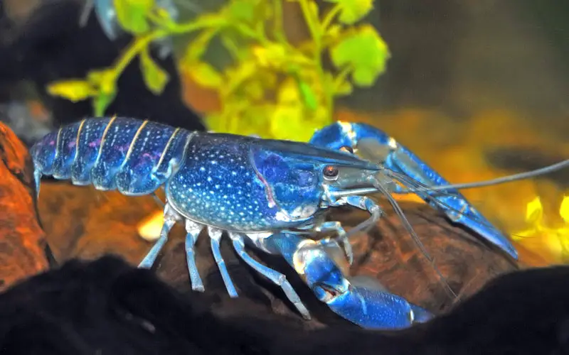 blue lobster