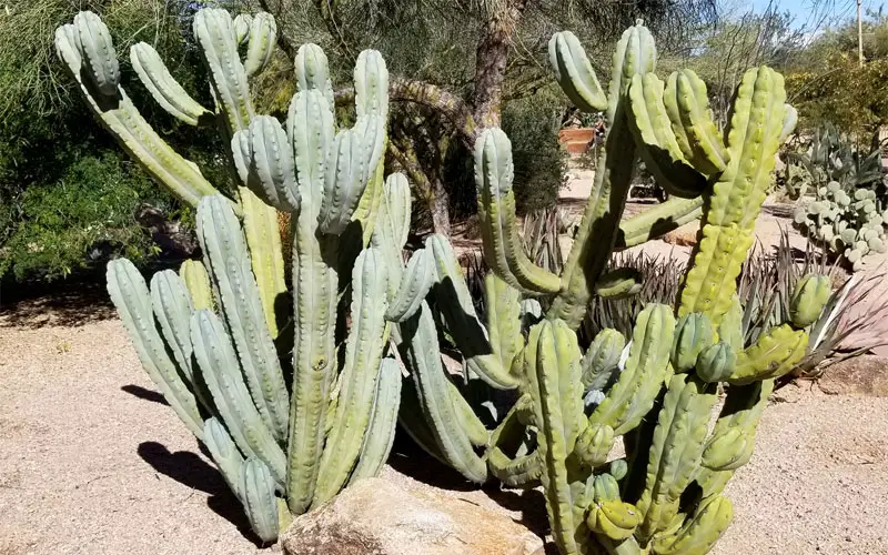 blue myrtle cactus