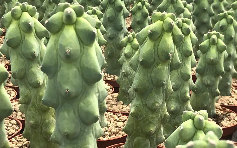 breast cactus