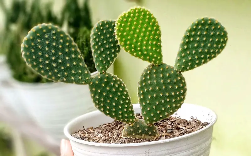 bunny ears cactus