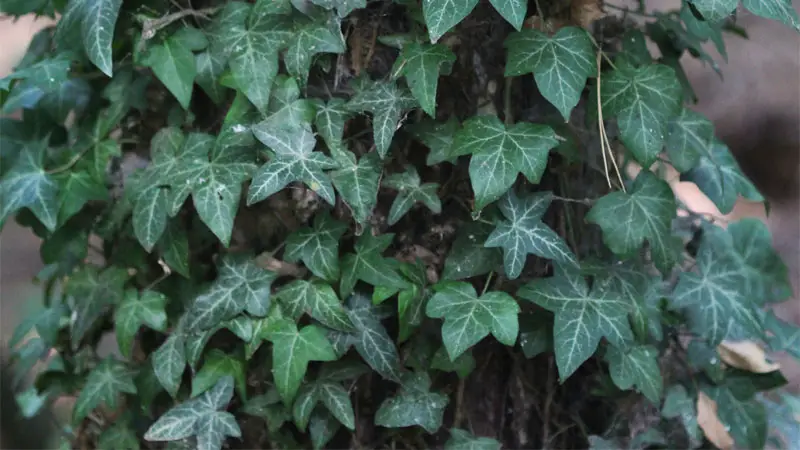 canarian ivy