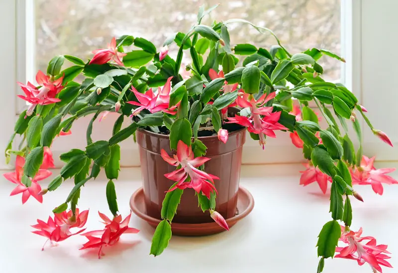 Christmas cactus