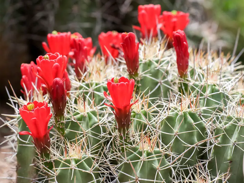 claret cup cactus