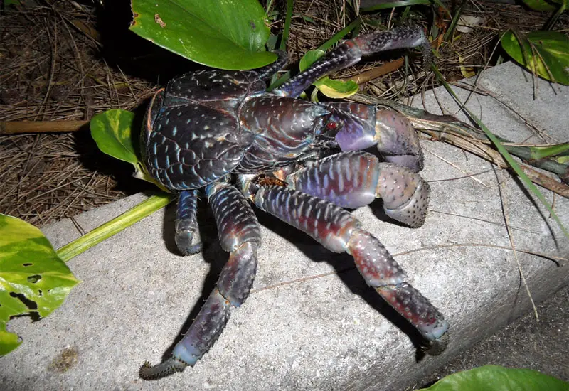 coconut crab