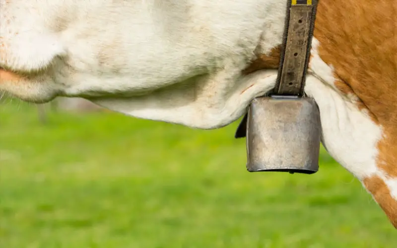 cow bell