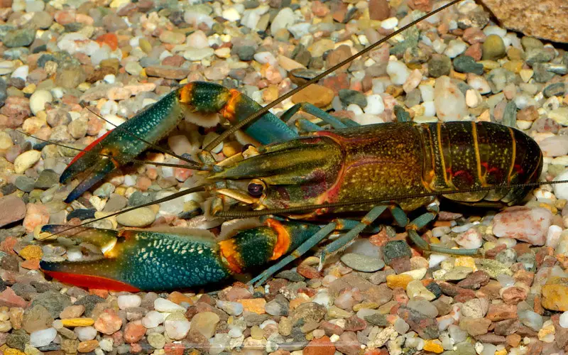 crayfish (false lobster)