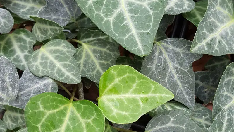 cyprus ivy