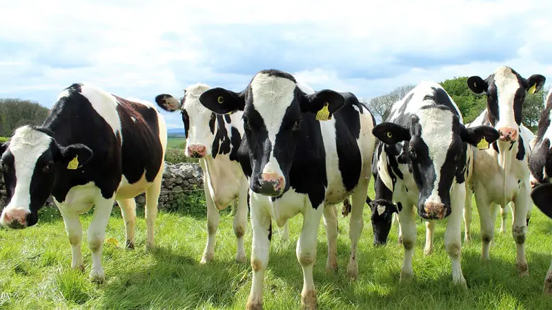 dairy farming