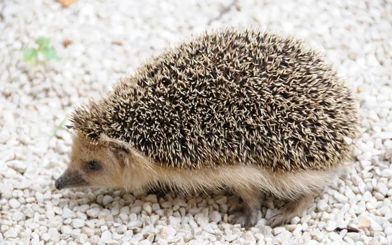 daurian hedgehog