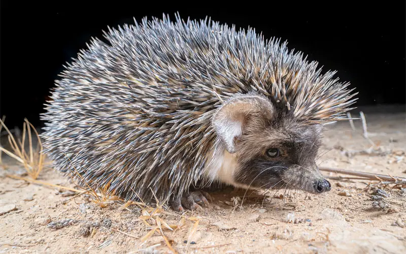 desert hedgehog