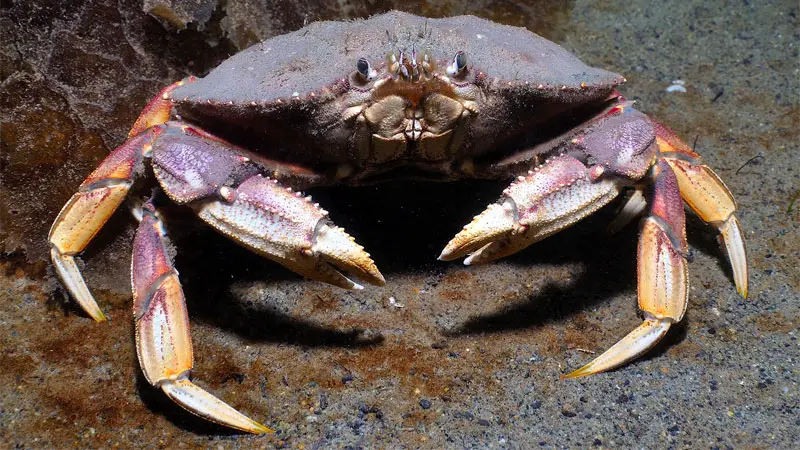 dungeness crab