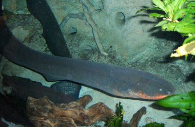 electric eel