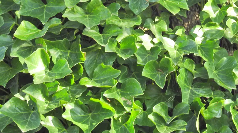 english ivy