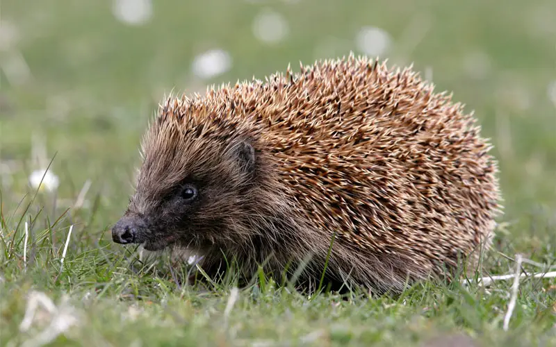 European hedgehog