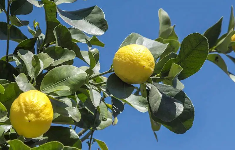 femminello lemon