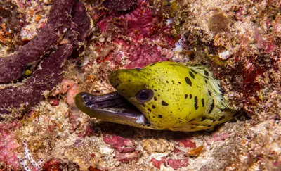 fimriated moray eel