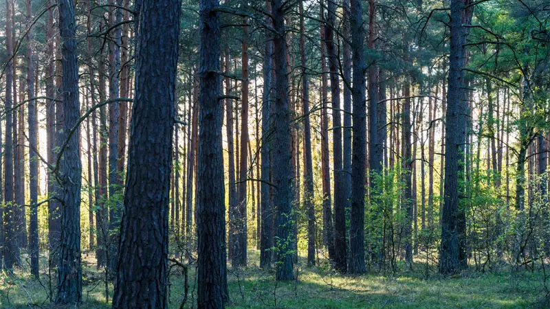 forest terrain