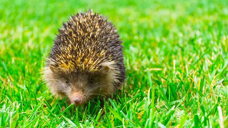 Gaoligong forest hedgehog