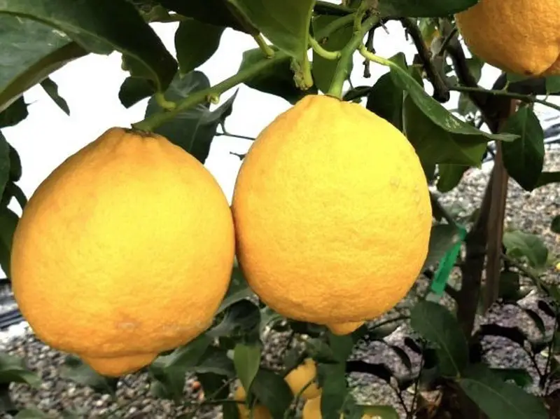 genoa lemon