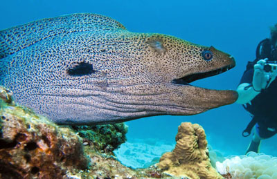 giant moray eel