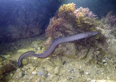 gray conger eel