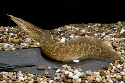 half banded spiney eel