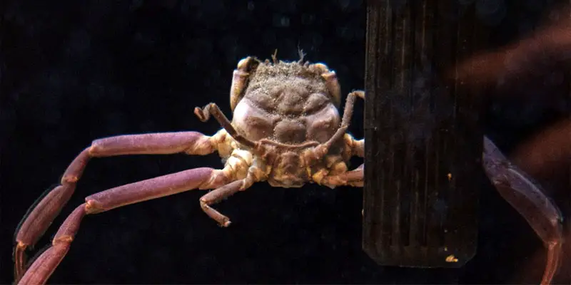 heikegani crab