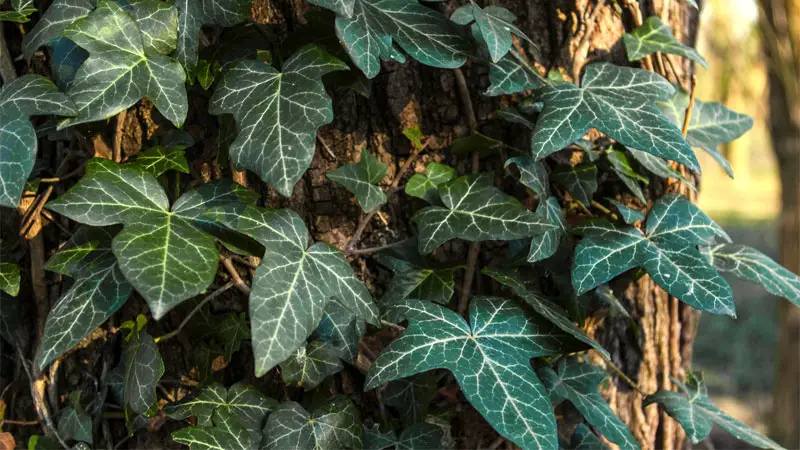 himalayan ivy