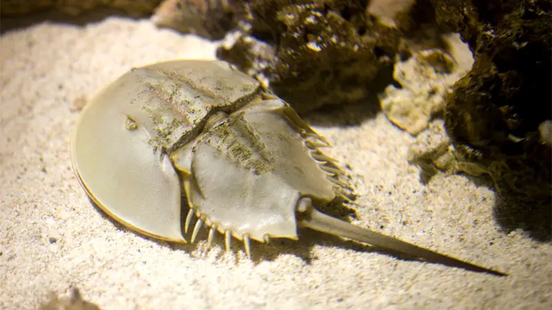 horseshoe crab