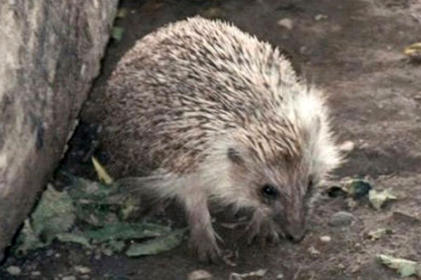 hugh's hedgehog