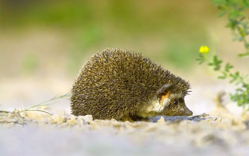 Indian hedgehog