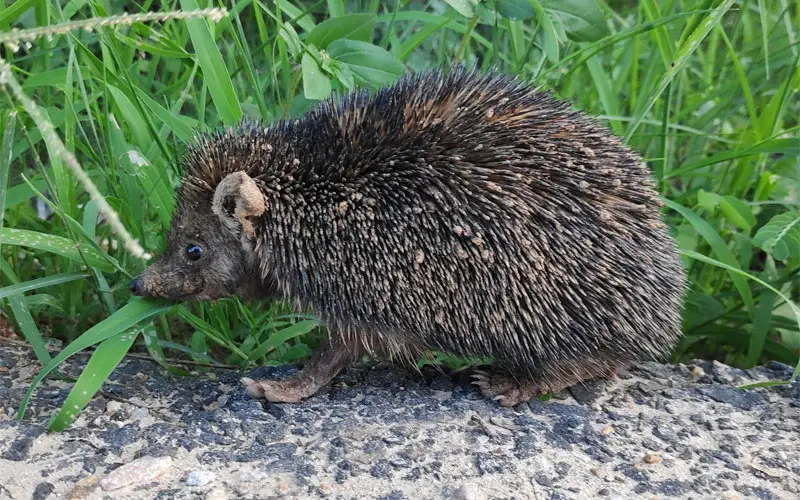 Indian long-eared hedgehog