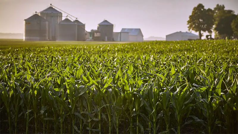 industrial farming