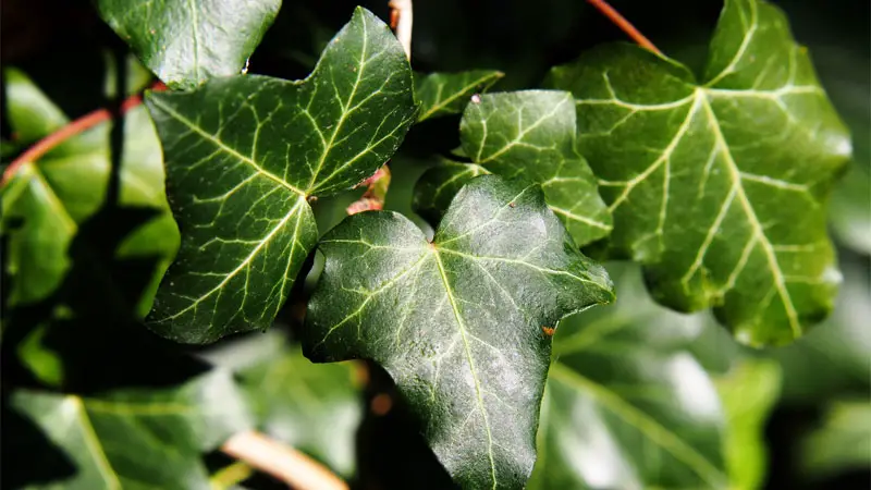 irish ivy