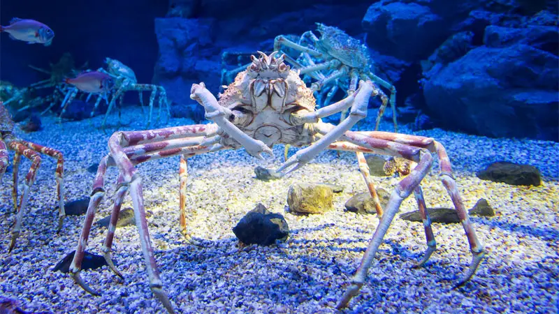 Japanese spider crab