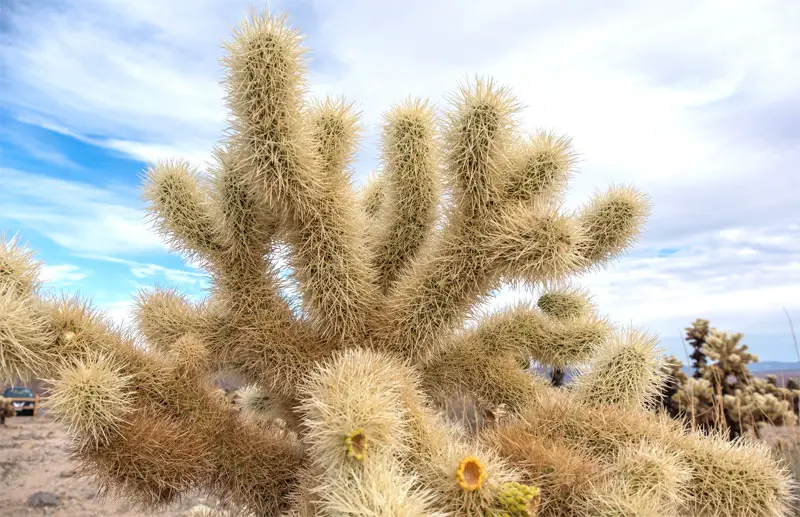 jumping cholla cactus